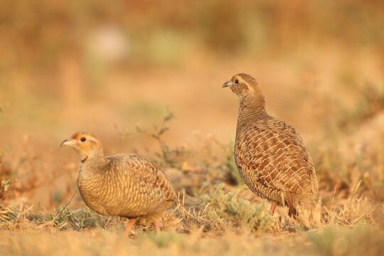The grey francolin (Ortygornis pondicerianus interpositus ) is a species of francolin found in the plains and drier parts of the Indian subcontinent and Iran. 