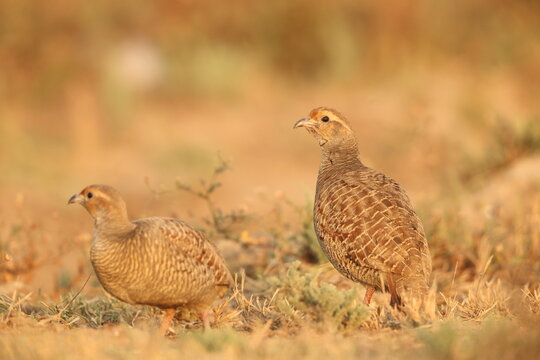 The grey francolin (Ortygornis pondicerianus interpositus ) is a species of francolin found in the plains and drier parts of the Indian subcontinent and Iran. 