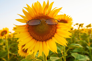 Naklejka premium Beautiful sunflower field under warm sunset light in a rural agricultural area in Eastern Europe