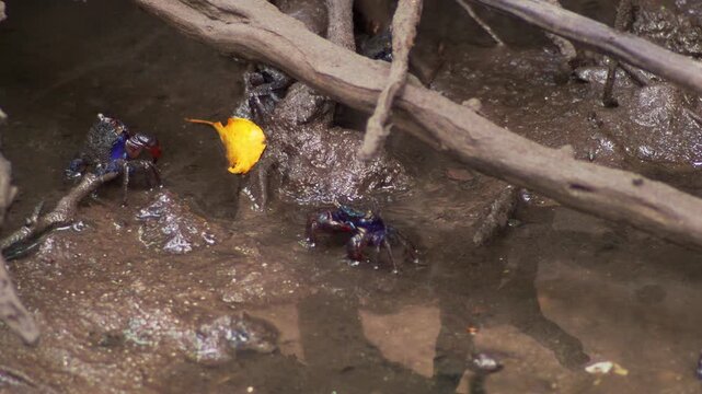 Fiddler Crabs Feeding on Mud in Mangrove Forest