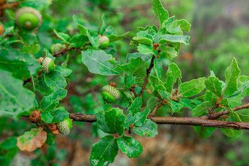 Close up view of green acorns growing on an oak tree branch with lush green leaves © Andrei Liashchou