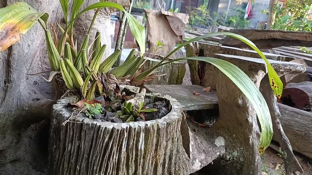 Decorative planter made from ironwood log in tropical garden close up