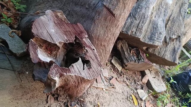 Hollow ironwood log cross section with natural wood texture close up