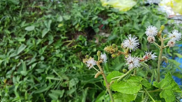 Mimosa pudica sensitive plant leaves moving gently in the breeze
