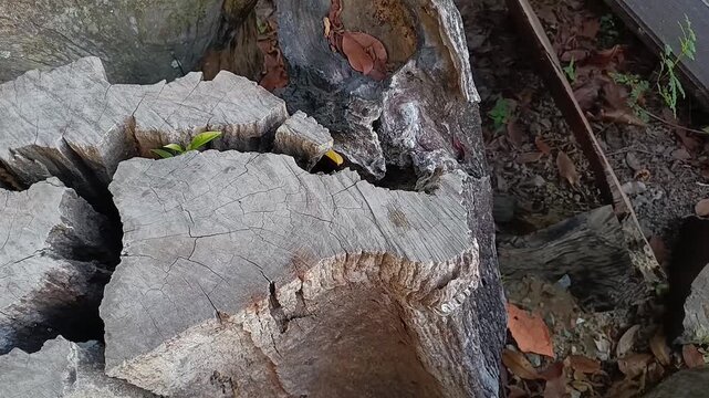 Cracked ironwood log cross section with weathered wood texture close up
