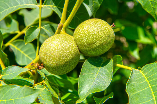 Two green walnuts growing on a tree branch. Fresh organic nut harvest in summer. Agriculture and nature concept for healthy food production.