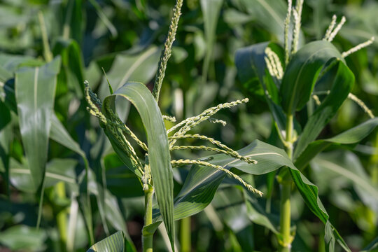 Sweet corn stands tall in the sun its golden ears beckoning as summer days unfold in a vibrant green field