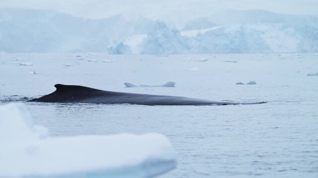 Antarctica Wildlife of Humpback Whales Surfacing in Calm Ocean Sea Water with Icebergs Landscape Scenery in Antarctic Peninsula, A Conservation Area Sensitive to Climate Change and Global Warming