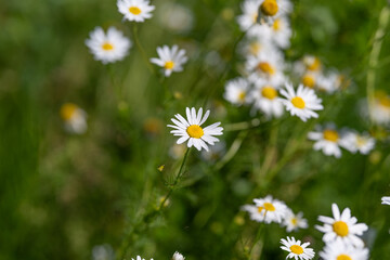 Fototapeta premium Beautiful daisies blooming under the warm sun in a lush green meadow during springtime