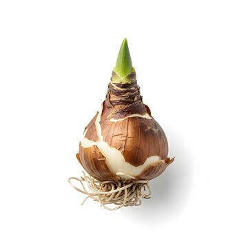 Close-up view of a yam bulb with its green sprout and fibrous roots.