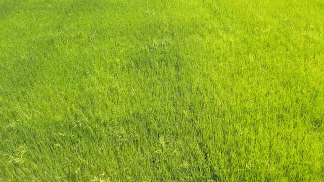 Aerial view of vast green rice fields and mountains in Vietnam