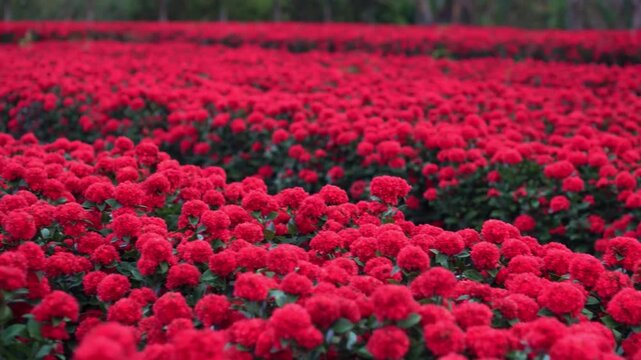 Vibrant red cockscomb flowers blooming in garden rows create stunning pattern across landscape during spring season at sunset with soft cinematic panning.