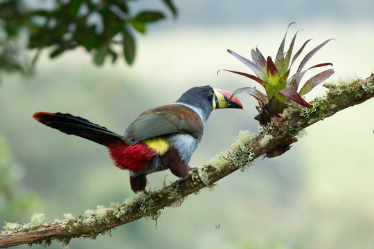 beautiful colored plate-billed mountain toucan (Andigena laminirostris) sitting n the branch very near in the cloud forest