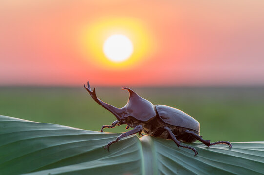 Close-up of a japanese rhinoceros beetle standing on tree bark in summer sunlight with rhinoceros