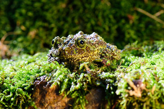 Small mottled green frog camouflaged on a rough textured tree bark surface in nature with amphibian