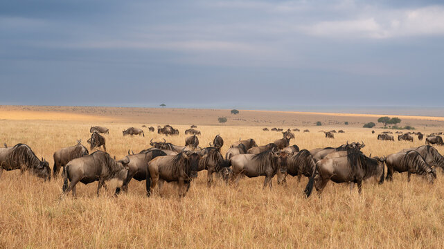Wildebeest migration, Serengeti National Park, Tanzania, Africa