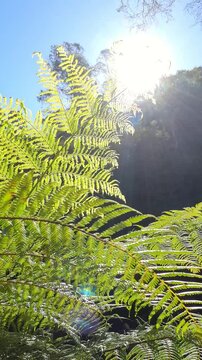 Sunlight Streaming Through Fern Fronds in Blue Mountains Rainforest