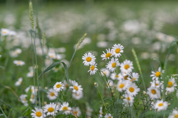 Fototapeta premium Bright daisies dance in a sunlit meadow during a warm summer afternoon, creating a serene and vibrant landscape filled with life