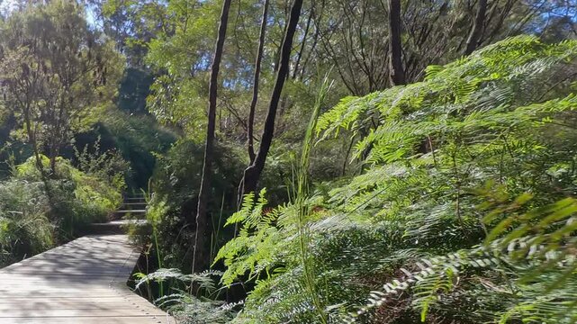 Wooden Boardwalk Trail Through Lush Eucalyptus Forest in Wentworth Falls