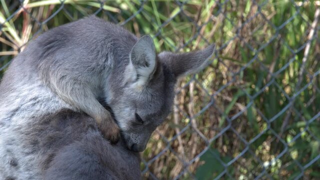 Eastern Grey Kangaroo Scratching and Grooming Fur in Daylight