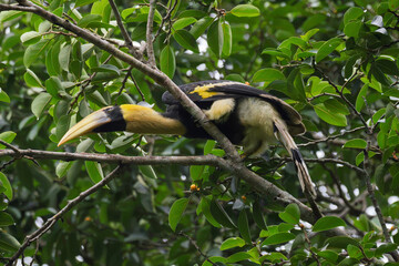 Majestic male Great Hornbill feeding on wild banyan fig fruits.  © Sujinno