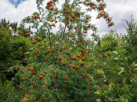 Rowan tree covered with bright orange-red berries growing in a green forest under a cloudy summer sky, natural seasonal landscape in Europe.