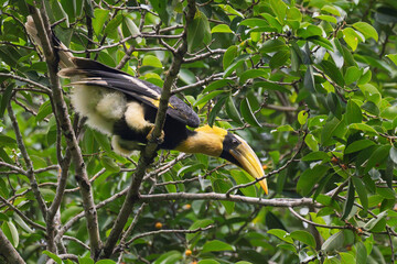 Majestic male Great Hornbill feeding on wild banyan fig fruits.  © Sujinno