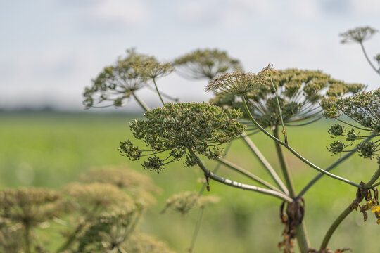 Seeds of hogweed scattered under a clear sky, showcasing their distinct shape and structure in a lush green field