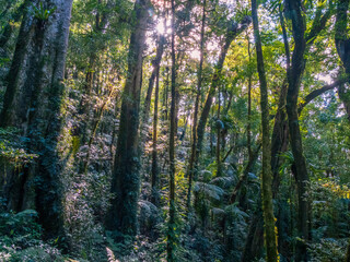 Fototapeta premium Light in the Forest