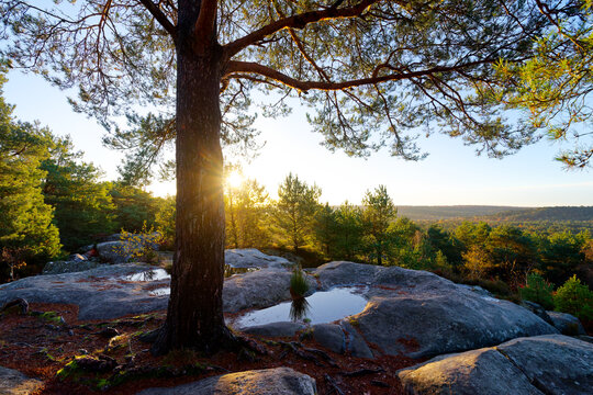 The Bombarde point of view in Fontainebleau forest