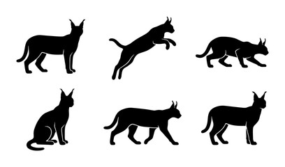 Obraz premium Caracal Silhouettes, Wild Cat Poses, African Lynx Vector Icons, Feline Animal Graphics