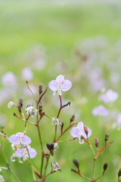 Flower's field in Phu Soi Dao national park, Uttaradit province, Thailand.