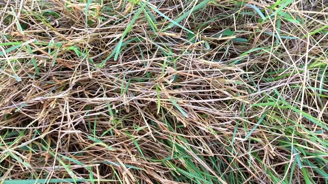 Top down close up view of dry straw and green grass texture background