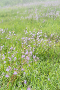 Flower's field in Phu Soi Dao national park, Uttaradit province, Thailand.