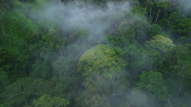 Drone flyover through morning mist toward flowering rainforest tree in primary tropical rainforest near Sungai Tembeling, Al-Sultan Abdullah Royal Tiger Reserve, Pahang, Malaysia
