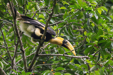 Majestic male Great Hornbill feeding on wild banyan fig fruits.  © Sujinno