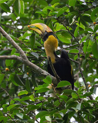 Majestic male Great Hornbill feeding on wild banyan fig fruits.  © Sujinno
