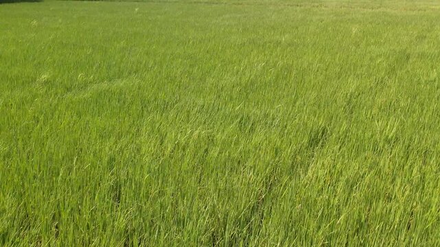Aerial view of vast green rice fields and mountains in Vietnam