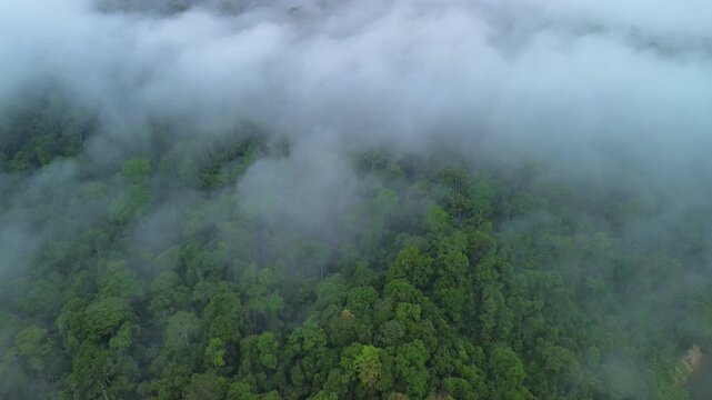 Drone pull-away rising above sea of clouds over primary tropical rainforest revealing mist-covered hills near Sungai Tembeling, Al-Sultan Abdullah Royal Tiger Reserve, Pahang, Malaysia