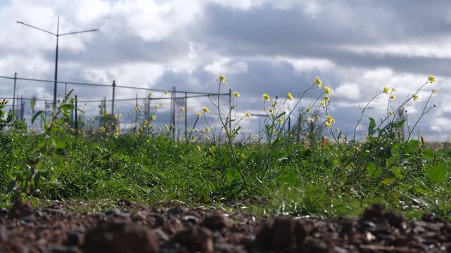 Wild weeds, grass and flowers growing on an undeveloped lot in an outer suburb of Melbourne Australia. In the background, a cement mixer truck passes behind construction site fencing