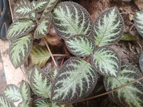 Beautiful textured leaves of Episcia cupreata flame violet ornamental plant growing in the garden.