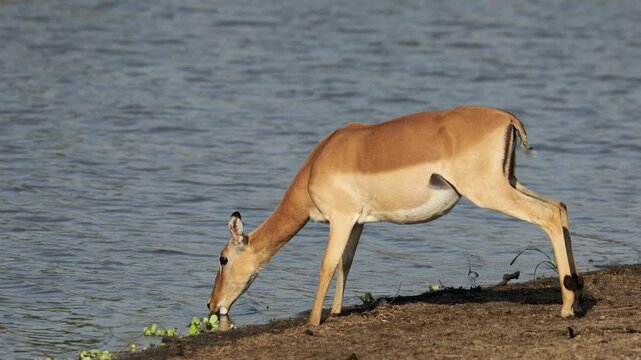 An alert impala antelope (Aepyceros melampus) drinking water, Kruger National Park, South Africa