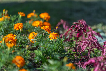 Obraz premium Close-up marigold blooms with magenta ornamental amaranth in sunlit garden bed