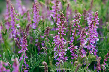 Obraz premium Close-up of blooming tufted vetch (Vicia cracca) with delicate purple flowers in a lush green meadow. Wild legume plant growing in natural habitat, captured with soft focus and shallow depth of field
