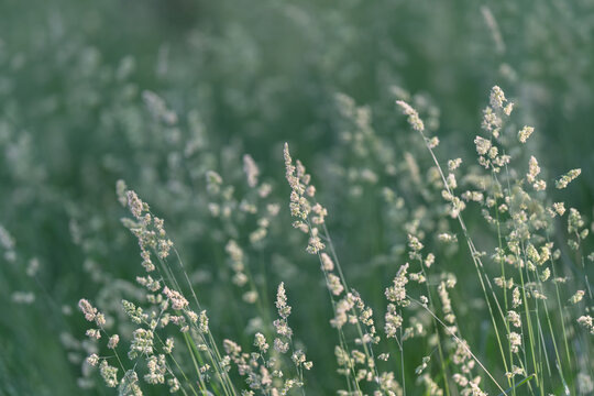 Delicate meadow grasses with soft backlight