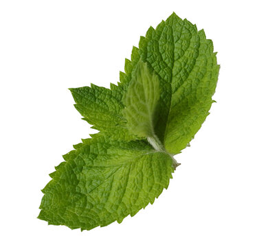 fresh aromatic organic green mint isolated on white background