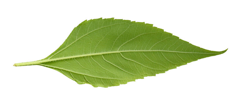 fresh green leaf isolated on white background