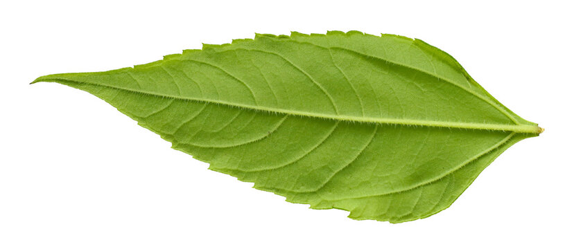 fresh green leaf isolated on white background
