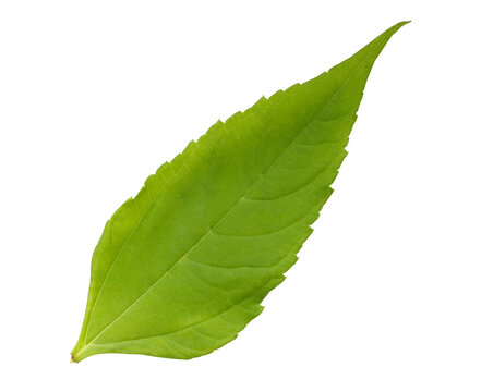 fresh green leaf isolated on white background