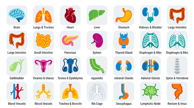 Human Anatomy Organ Icons Set